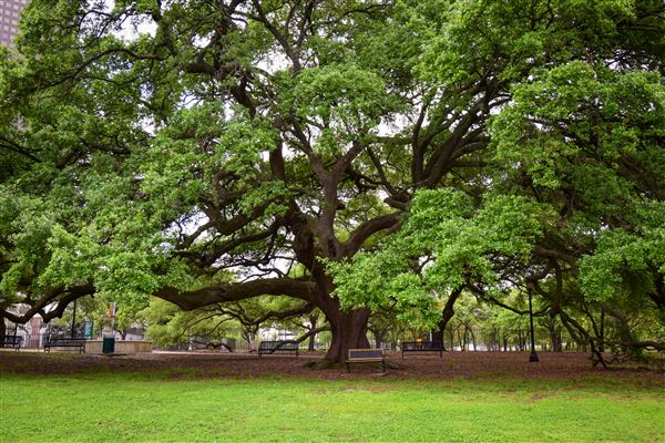 The Heritage Society at Sam Houston Park (4/6/2021 - Credits: Houston Film Commission)